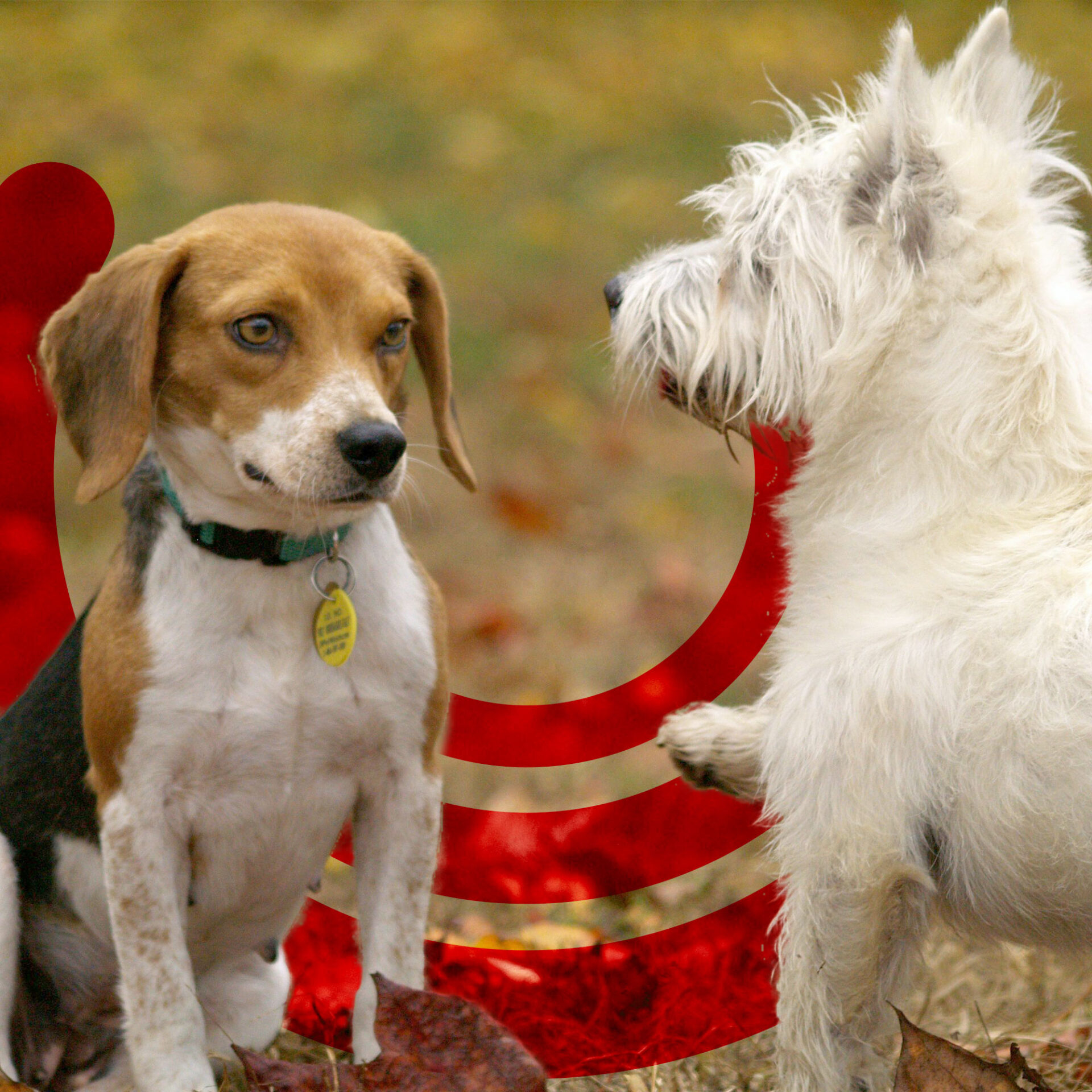 KopeklerNasilDusunur