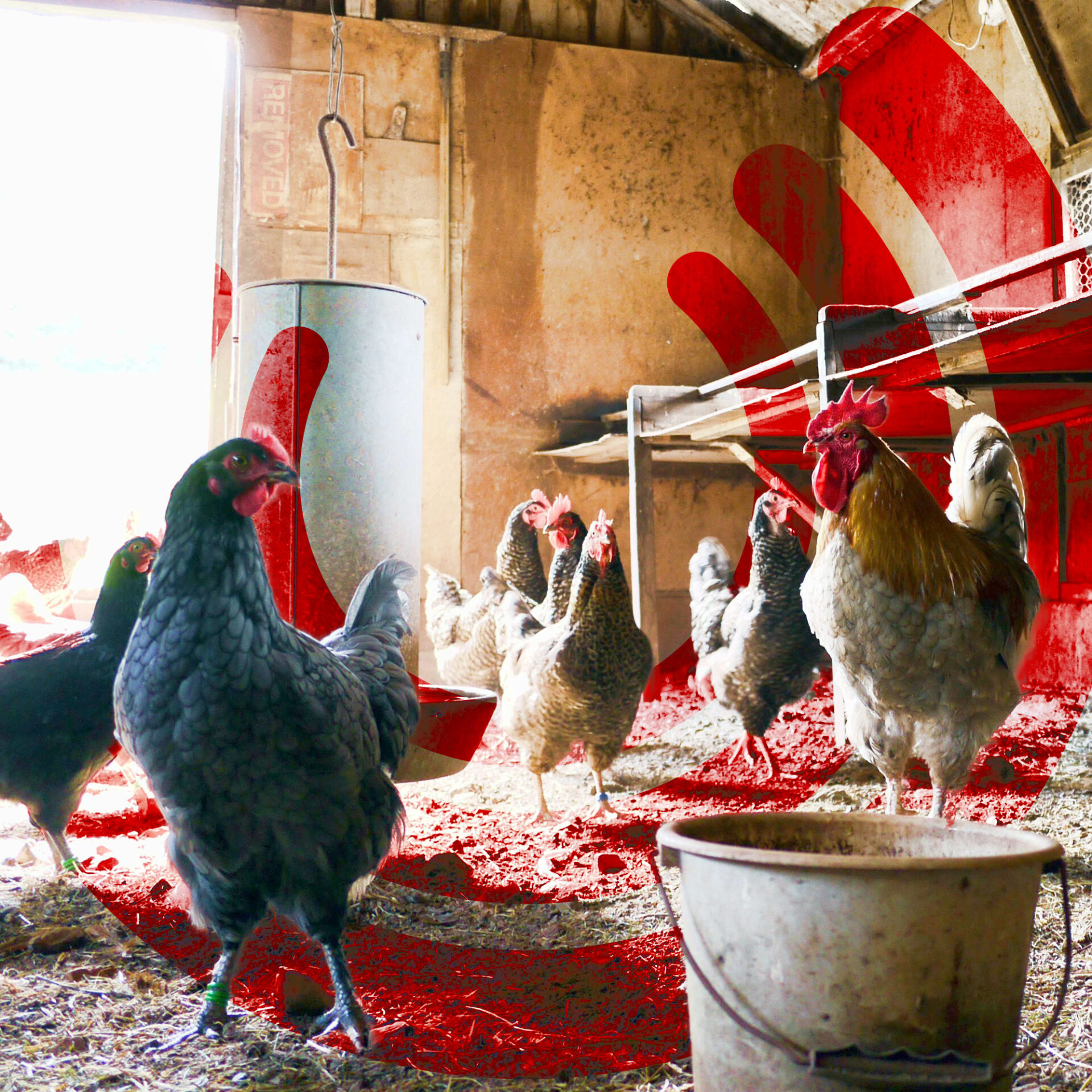 TavuklarZamaniNasilAlgilar