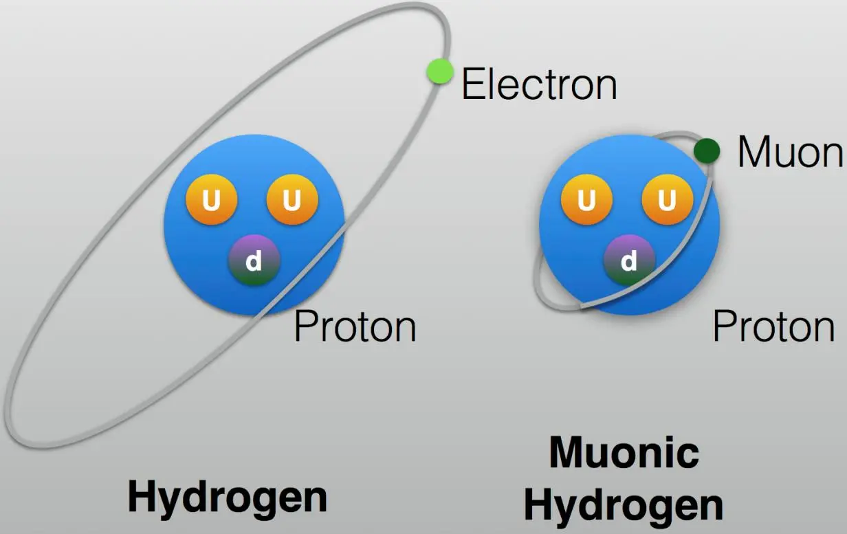 Kaynak: F. Hagelstein (JGU Mainz & PSI Villigen), 2023Standart hidrojen (iki yukarı kuark, bir aşağı kuark, ve bir elektron) ile müonik hidrojeni (iki yukarı kuark, bir aşağı kuark, ve bir müon) oluşturan temel parçacıklar çok benzer olabilir, ne var ki müonun çok daha büyük kütleli yapısı atomun boyutunun çok daha küçük olmasına neden olur. Bir hidrojen atomunun boyutu yaklaşık bir angström iken, müonik hidrojen sadece 0,005 angström büyüklüğündedir.