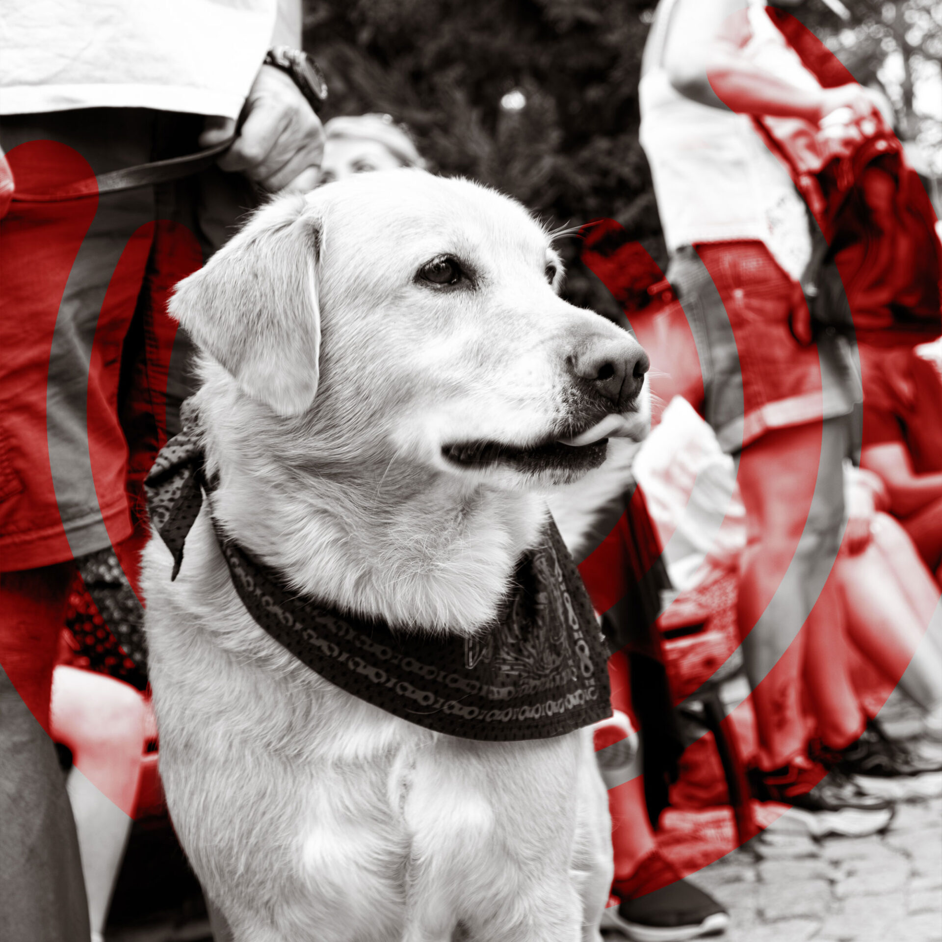 BirFarkOlarakHayvaniTanimak