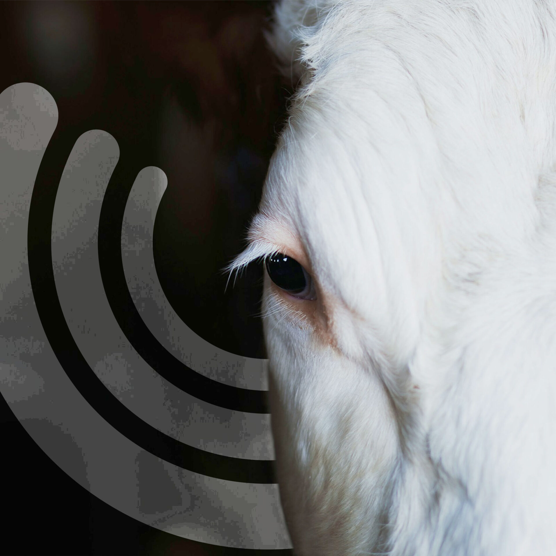 HayvanlarinSessizDunyasi